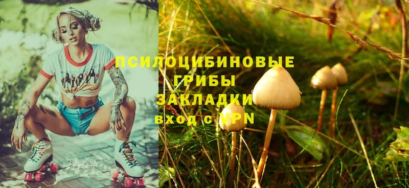 Галлюциногенные грибы Magic Shrooms  Новомосковск 